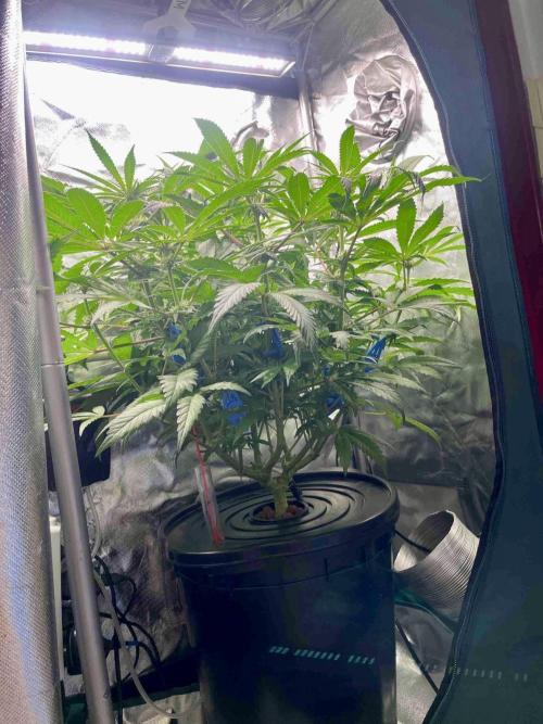 cherry clon #5 /DWC. Week 11