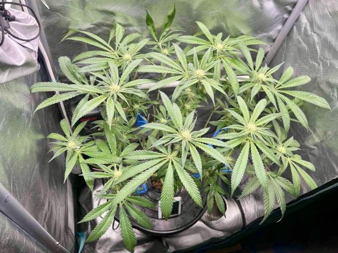 cherry clon #5 /DWC. Week 11