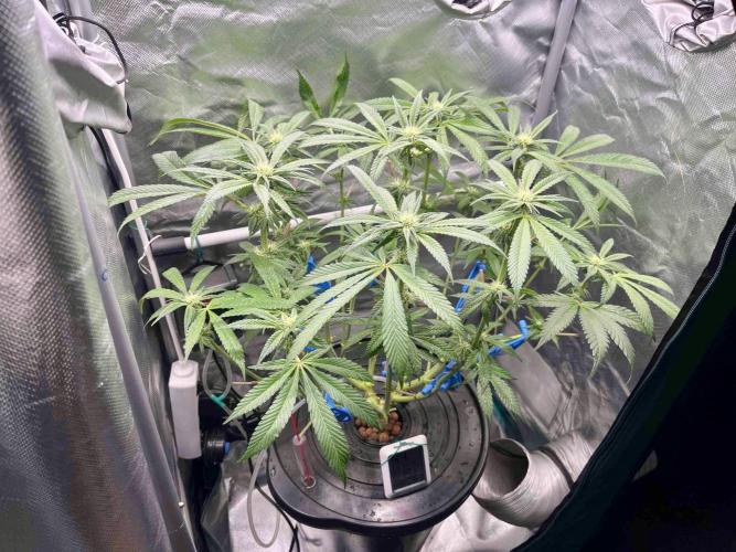 cherry clon #5 /DWC. Week 11