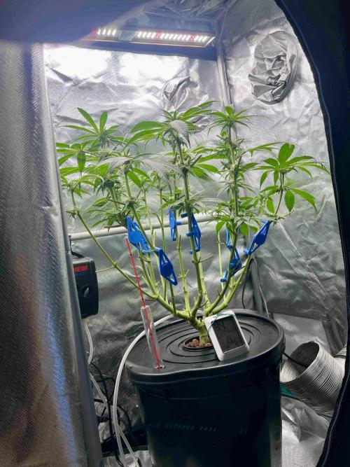 cherry clon #5 /DWC. Week 11