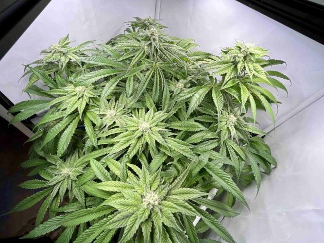 dirty banana gen1 /DWC. Week 12