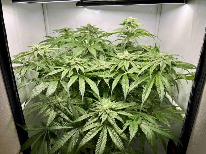 dirty banana gen1 /DWC. Week 12