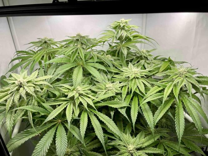 dirty banana gen1 /DWC. Week 12