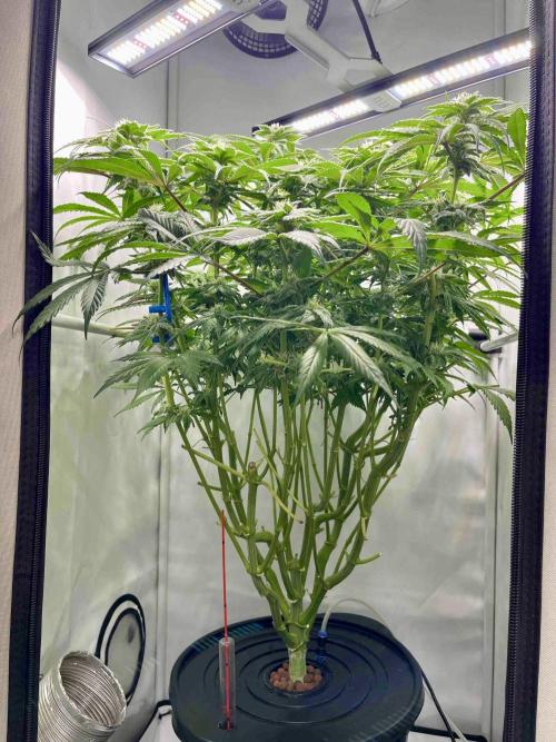 dirty banana gen1 /DWC. Week 12