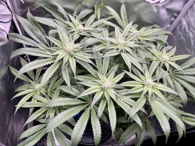 cherry clon #5 /DWC. Week 12