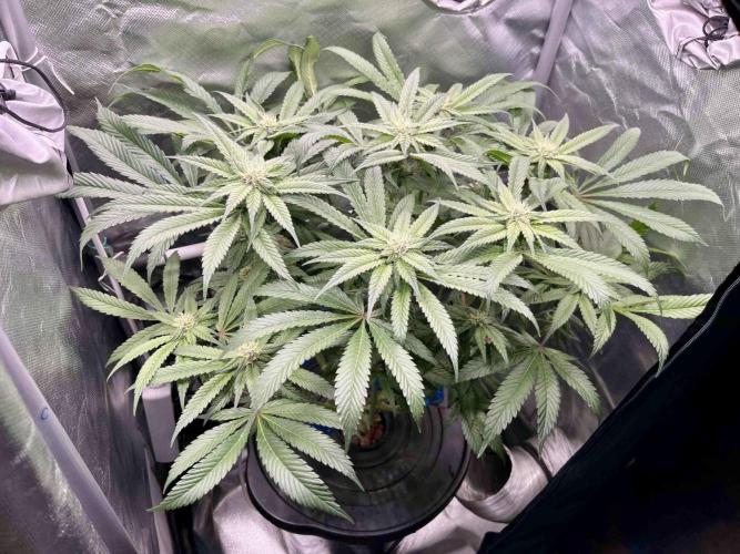 cherry clon #5 /DWC. Week 12