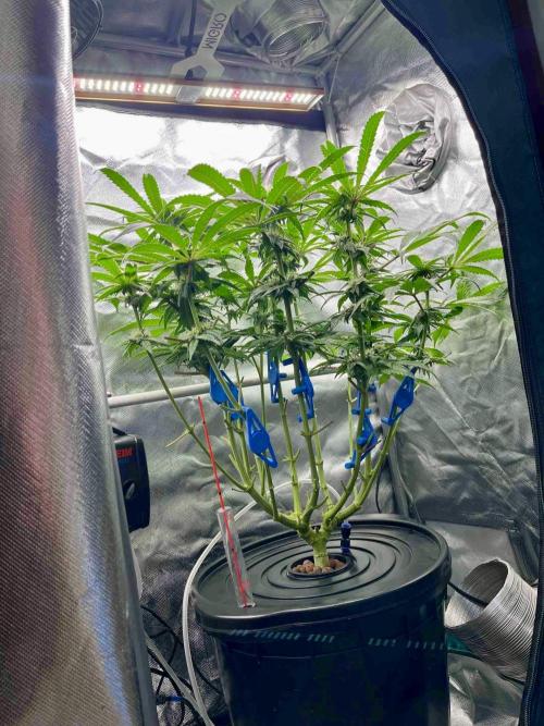 cherry clon #5 /DWC. Week 12