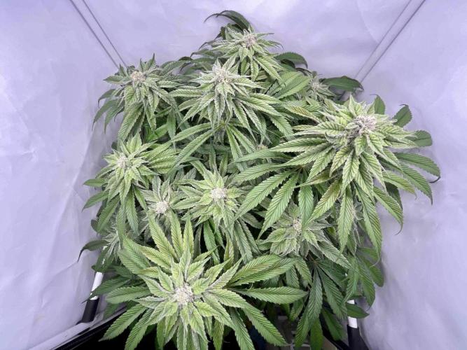 dirty banana gen1 /DWC. Week 13