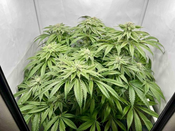 dirty banana gen1 /DWC. Week 13