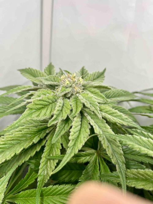 dirty banana gen1 /DWC. Week 13