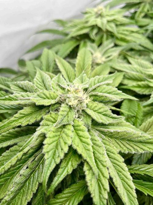 dirty banana gen1 /DWC. Week 13