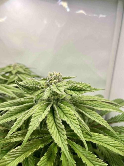 dirty banana gen1 /DWC. Week 13