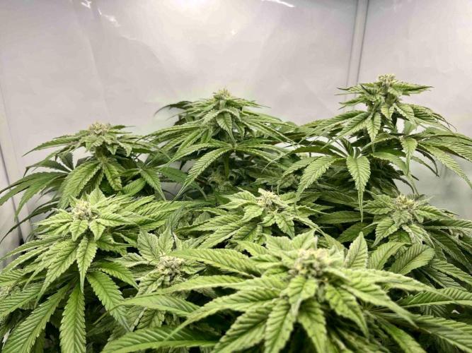 dirty banana gen1 /DWC. Week 13