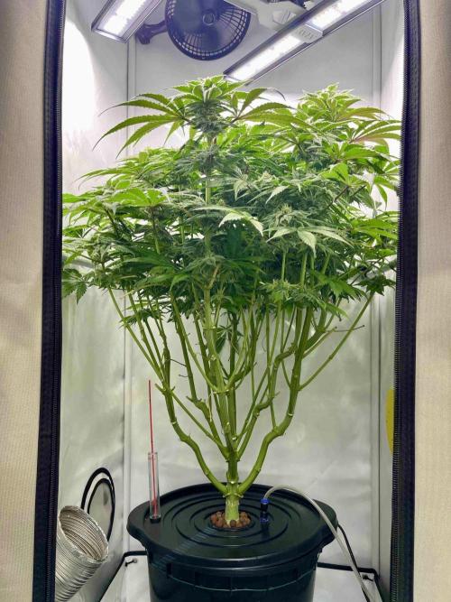 dirty banana gen1 /DWC. Week 13