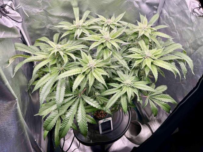 cherry clon #5 /DWC. Week 13