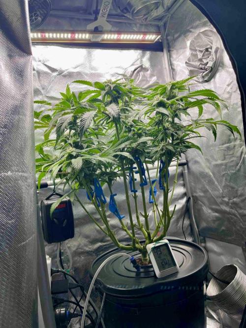 cherry clon #5 /DWC. Week 13