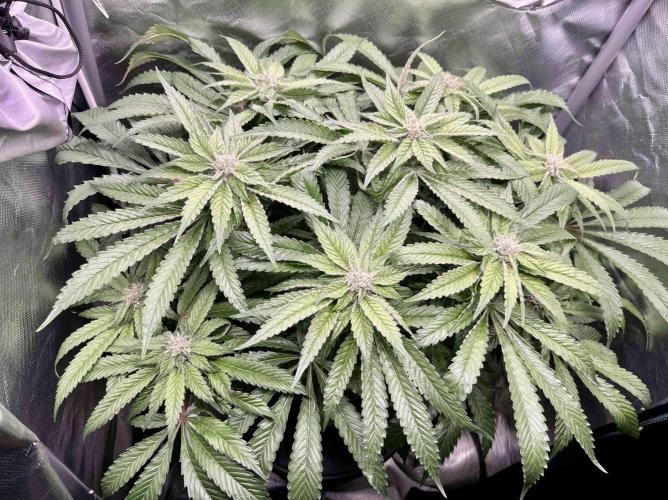 cherry clon #5 /DWC. Week 13