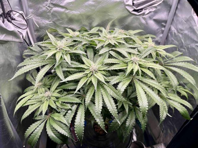 cherry clon #5 /DWC. Week 13