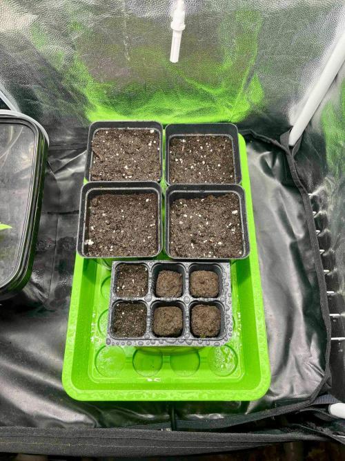 greenhouse26 /living soil. Week 0