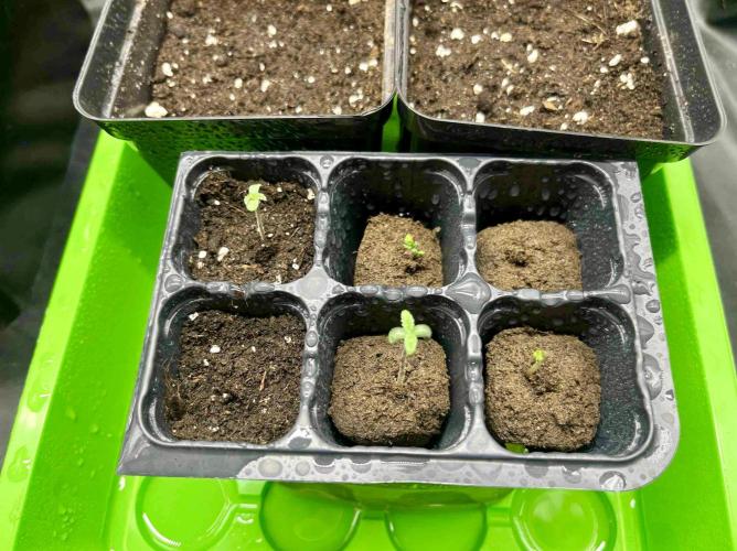 greenhouse26 /living soil. Week 0