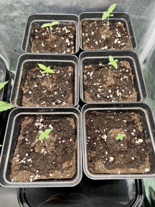 greenhouse26 /living soil. Week 0