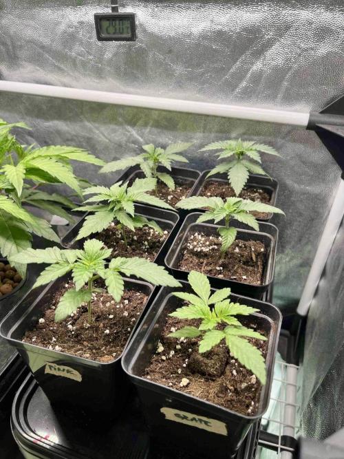 greenhouse26 /living soil. Week 4