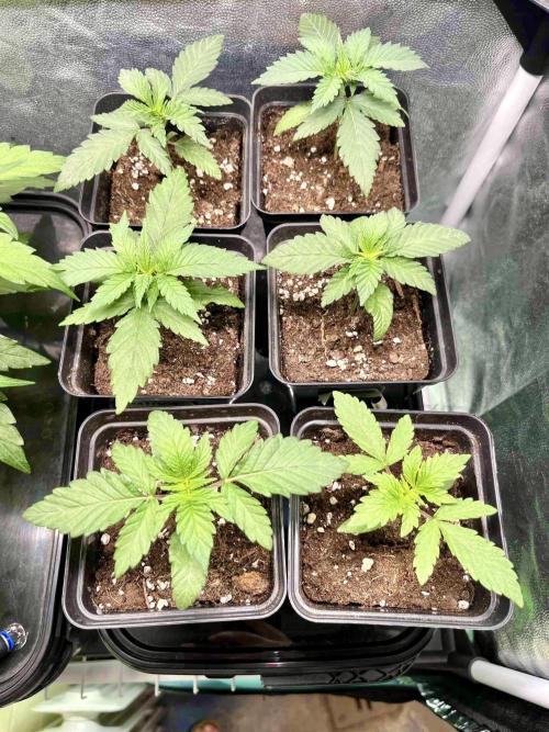 greenhouse26 /living soil. Week 4