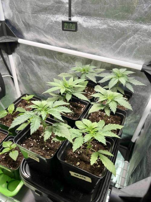 greenhouse26 /living soil. Week 4