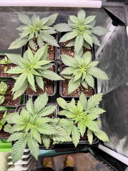 greenhouse26 /living soil. Week 4