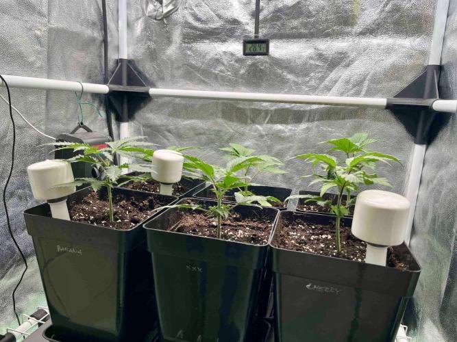 greenhouse26 /living soil. Week 4