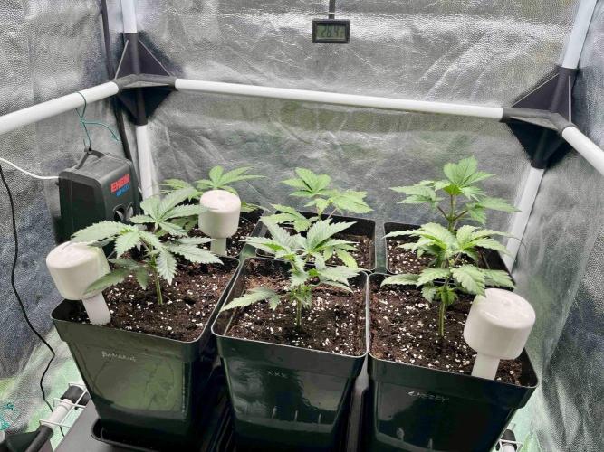 greenhouse26 /living soil. Week 4