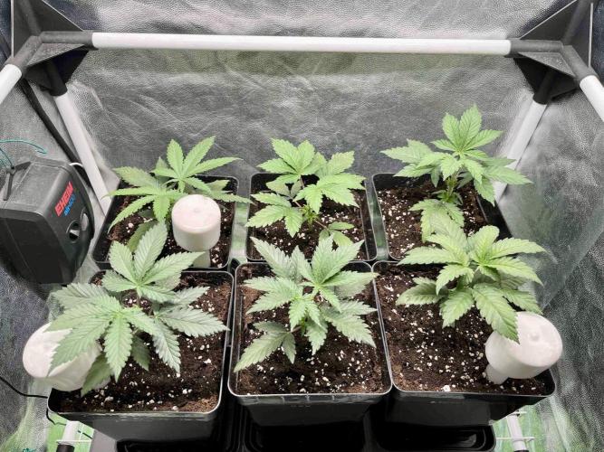 greenhouse26 /living soil. Week 4