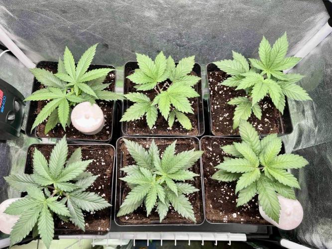 greenhouse26 /living soil. Week 4