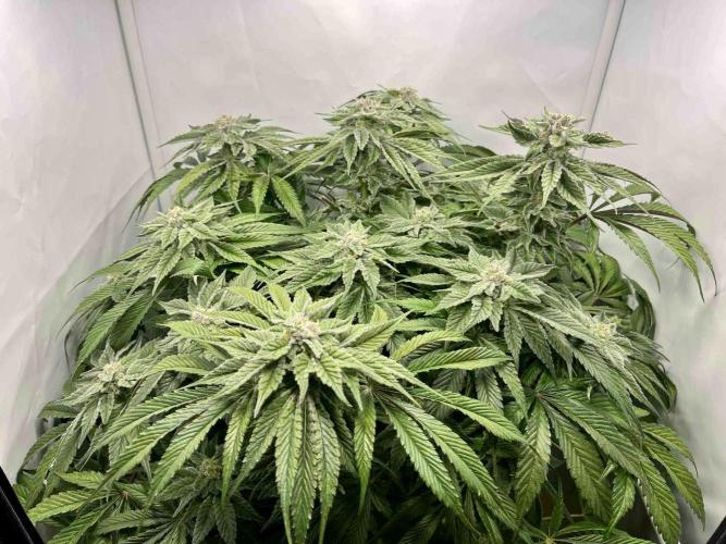 dirty banana gen1 /DWC. Week 14