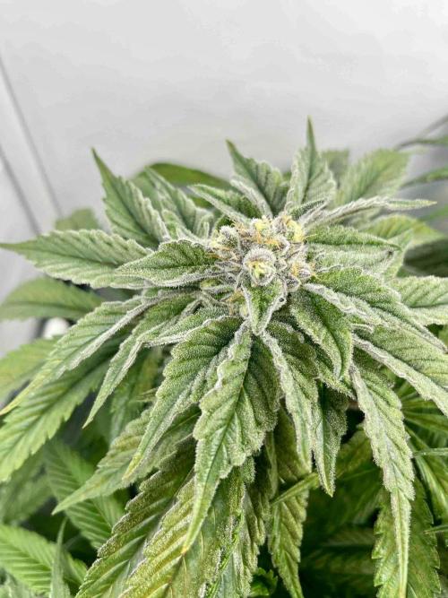 dirty banana gen1 /DWC. Week 14