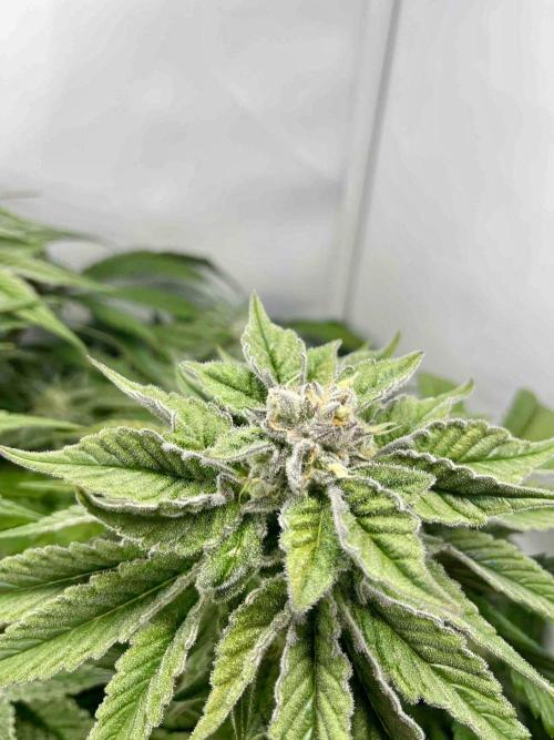 dirty banana gen1 /DWC. Week 14