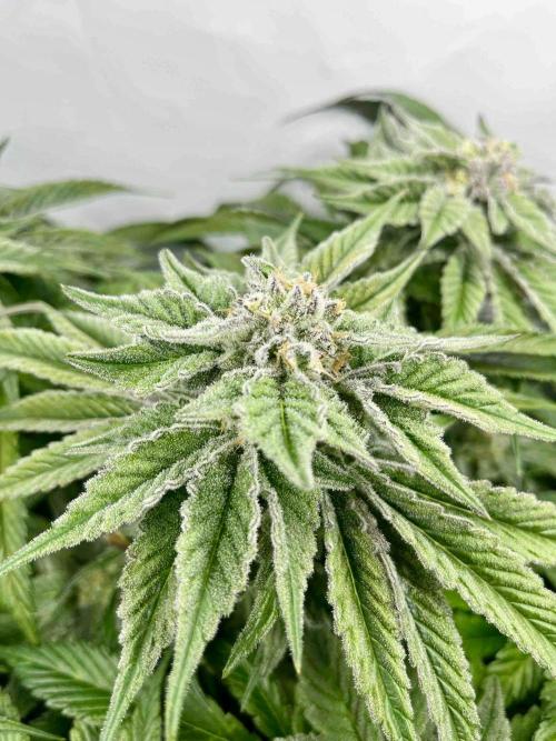 dirty banana gen1 /DWC. Week 14