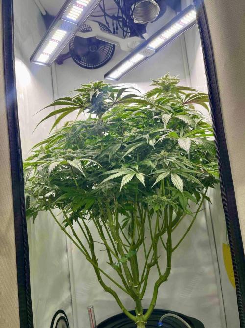 dirty banana gen1 /DWC. Week 14