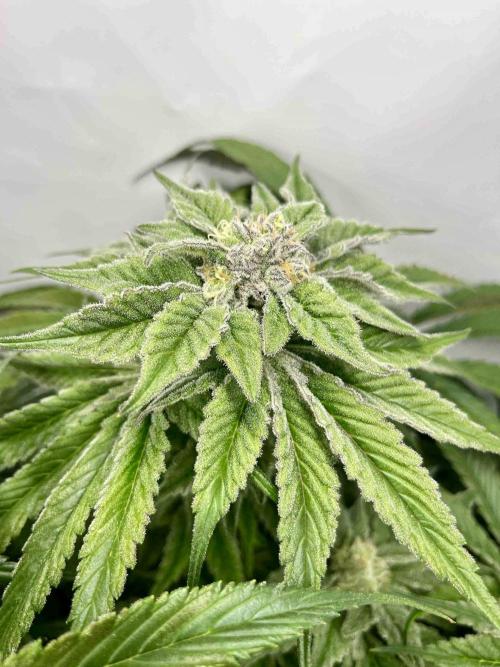 dirty banana gen1 /DWC. Week 14