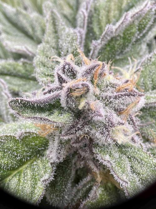 dirty banana gen1 /DWC. Week 14