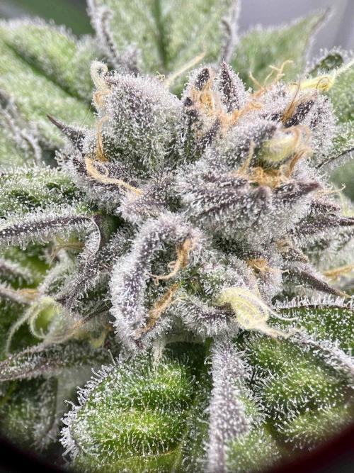 dirty banana gen1 /DWC. Week 14