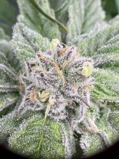 dirty banana gen1 /DWC. Week 14