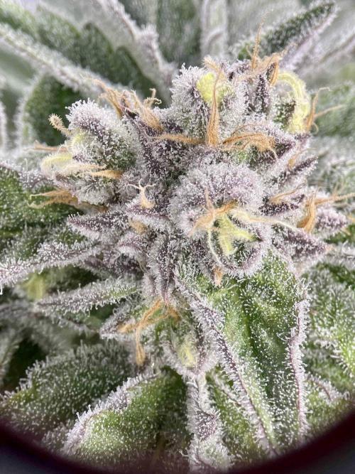 dirty banana gen1 /DWC. Week 14