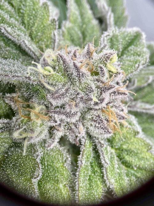 dirty banana gen1 /DWC. Week 14