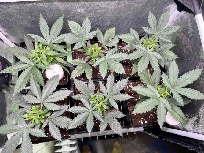 greenhouse26 /living soil. Week 5