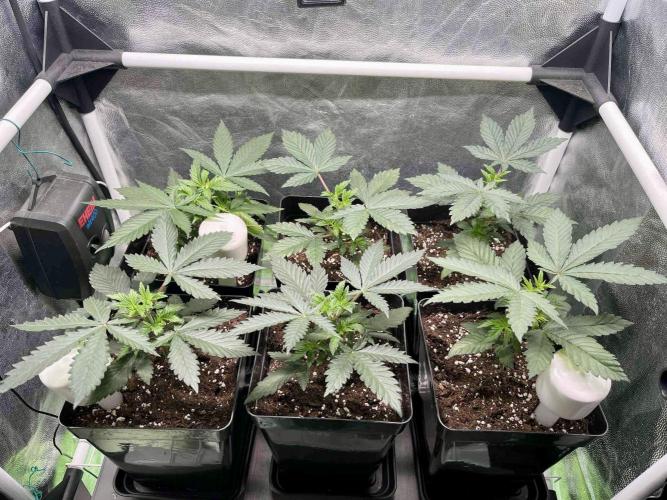 greenhouse26 /living soil. Week 5