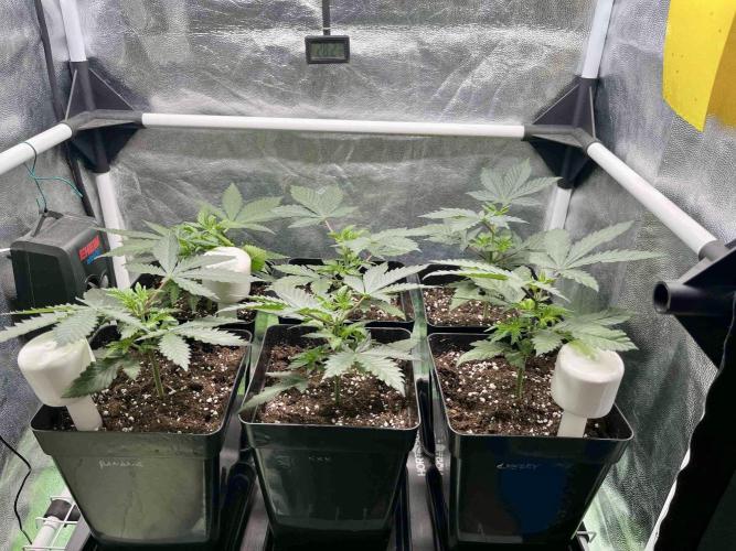 greenhouse26 /living soil. Week 5