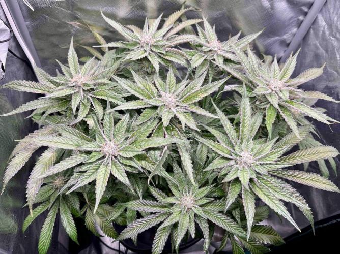 cherry clon #5 /DWC. Week 14