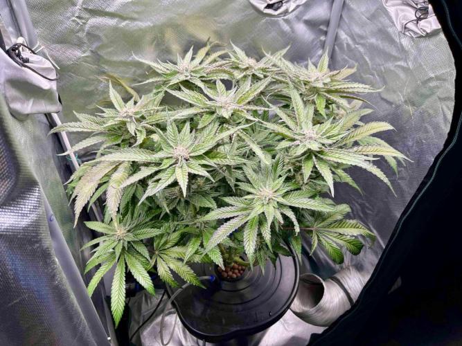 cherry clon #5 /DWC. Week 14