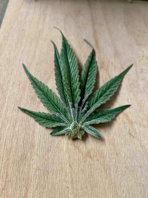 dirty banana gen1 /DWC. Week 15